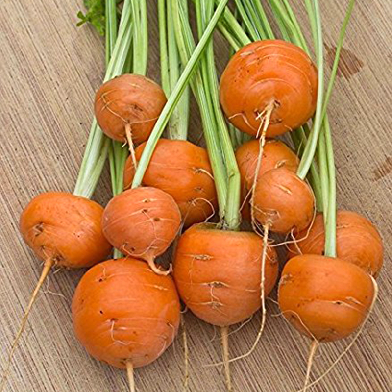 hạt giống cà rốt tròn mini